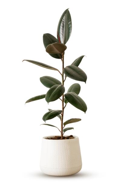Plant voor op kantoor Ficus Elastica